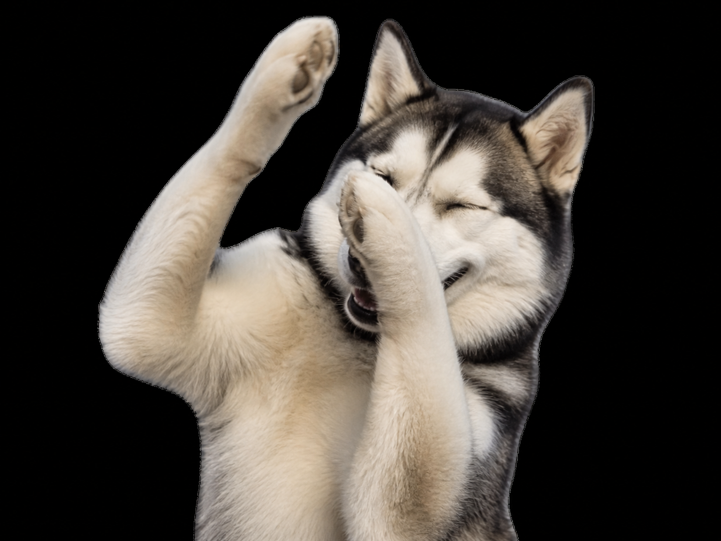 husky jesus jesusky bras leves rire