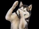 husky-jesus-jesusky-bras-leves-rire