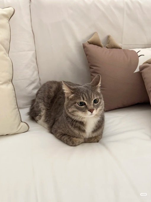 calm chillax repos pause rest nap sofa bed ronfle rever sueno cama nite noche gato