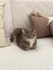 calm-chillax-repos-pause-rest-nap-sofa-bed-ronfle-rever-sueno-cama-nite-noche-gato
