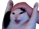 chat-hype-content-gai-heureux-fun-attraction-youpi-chaton-excite-lets-go-motive-motivation-knifos