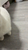 arf-hum-pff-balek-care-palu-stfu-fk-gato-katz-meow-bore-ragix-rude-mute