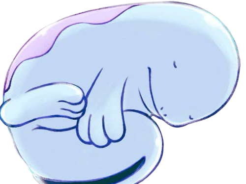 maraiste quagsire nuoh pokemon pkm anime jeu type eau sol 2g johto poisson