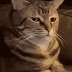 arf-pff-hum-duda-fk-stfu-care-balek-wut-bore-susp-xpln-bru-autism-schizo