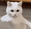chat-dance-danse-move-gif