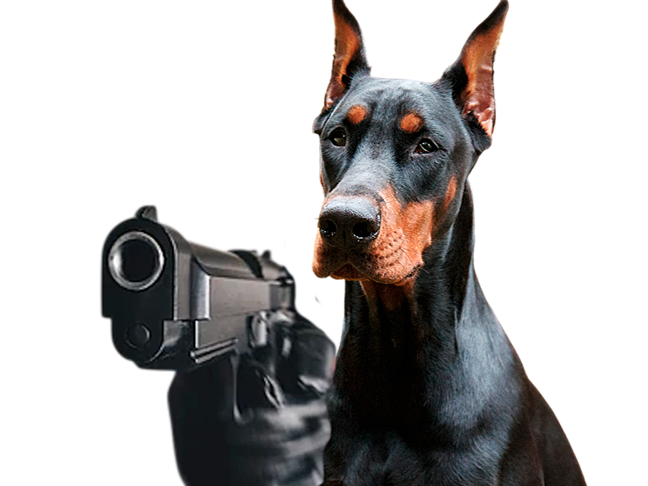 doberman fidji gun flingue pistolet menace suite