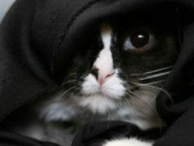 chat jedi sith capuche