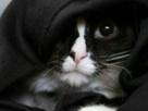 chat-jedi-sith-capuche