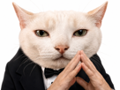 chat-inverse-boss-elite-serieux-patron-intelligent-fucklesgauchos-costard-stratege-manipulateur-mastermind-intello-ouibiensur-cote
