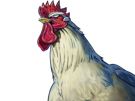 niwatori-fighter-rooster-coq-de-baston-keiji