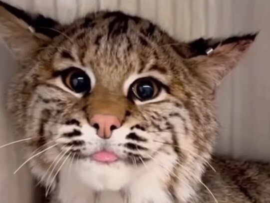 chat sympa langue