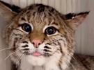 chat-sympa-langue