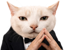 chat-inverse-boss-elite-serieux-patron-intelligent-fucklesgauchos-costard-stratege-manipulateur-mastermind-intello-ouibiensur-cote
