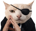 celestinoux-chat