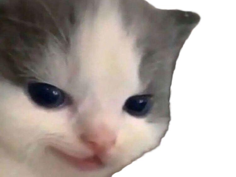 chat mignon mechant sourire malicieux pervers cat cute hehe hehehe