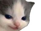chat-mignon-mechant-sourire-malicieux-pervers-cat-cute-hehe-hehehe