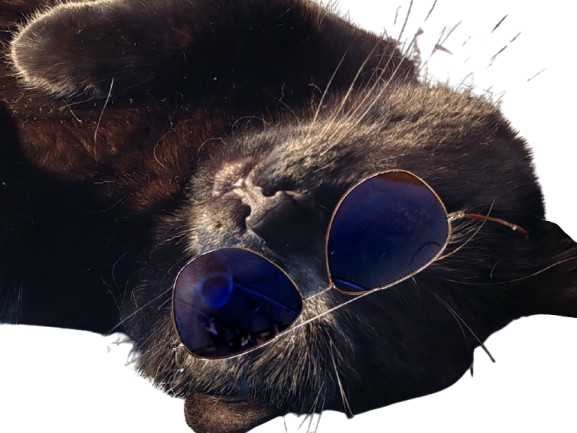 prostatix prosta for sure belgique chat noir cat redpill chiale brise brisax brisure pls belge