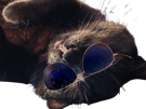prostatix-prosta-for-sure-belgique-chat-noir-cat-redpill-chiale-brise-brisax-brisure-pls-belge