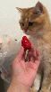 gato-katz-meow-miaou-mao-fruta-fresa-fraise-straw-berry-nope-nein-refus-deg-nada