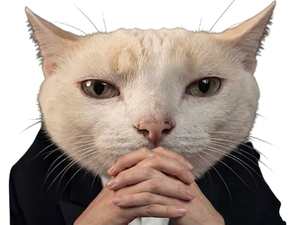 chat pensif boss elite serieux patron intelligent fucklesgauchos costard stratege manipulateur mastermind intello ouibiensur face