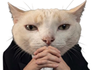 chat-pensif-boss-elite-serieux-patron-intelligent-fucklesgauchos-costard-stratege-manipulateur-mastermind-intello-ouibiensur-face
