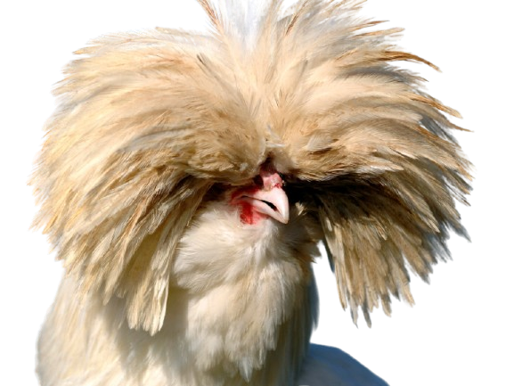 poulet chevelu cheveux tignasse swag poule bec