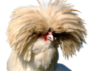 poulet-chevelu-cheveux-tignasse-swag-poule-bec
