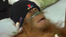 permy-niaise-sony-pls-gdc-playstation-ps5-singe-coma-aneanti-brise-soniais-soniaise-console-malade