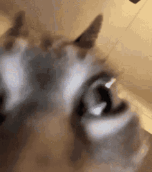 tarax way chok nuts tish autism bru schizo dumb palu mute gato katz meow wut