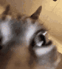 tarax-way-chok-nuts-tish-autism-bru-schizo-dumb-palu-mute-gato-katz-meow-wut