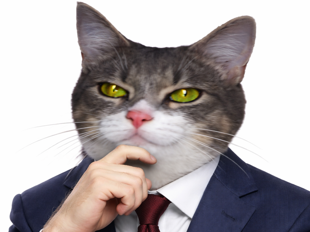 chat yeux vert chatvert costume nous tecoutons ben voyons bourse donbourse