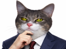 chat-yeux-vert-chatvert-costume-nous-tecoutons-ben-voyons-bourse-donbourse