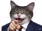 chat-yeux-vert-moqueur-rire-donbourse