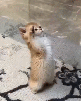 respect-salute-tribute-army-soldier-ops-opex-cod-military-bidasse-hi-funest-gato-katz-meow