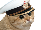 chat-marin-chapeau-mignon-capitaine-reup