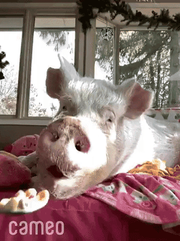 yum larcher gege dej pol mesa silla senat diet lbs tonne kilo kg meal oink