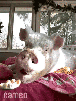 yum-larcher-gege-dej-pol-mesa-silla-senat-diet-lbs-tonne-kilo-kg-meal-oink