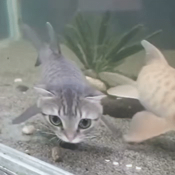gato meow miaou mao katz kitty aqua fish pescado psari nemo globe nage swim flotte