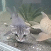 gato-meow-miaou-mao-katz-kitty-aqua-fish-pescado-psari-nemo-globe-nage-swim-flotte