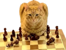 chat-chad-echec-cat-intelligent-smart-chat-d-alpha-dominant-manipulation-echecs