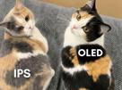 ecran-oled-ips-chat-chats-mignon-pc-couleur-couleurs