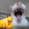chat-meme-doigt-emoji-jpp-mdr-rire-ptdr-lol-crocs-ahi-ent