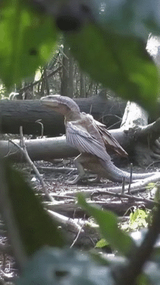 aile wing plume vole drag reptile flotte rare dino aigle eagle ancetre ancient mythe bird