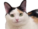 chat-sourire-blanc-ecailles-tortue-content-rigole