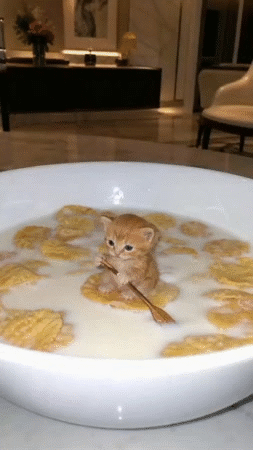 gato katz mao miaou meow tartine brioche bread mie croissant beurre matin latte capu expre
