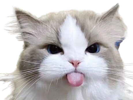 chat langue rose