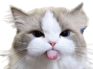 chat-langue-rose