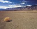 boule-route-vide-desert-tumbleweed