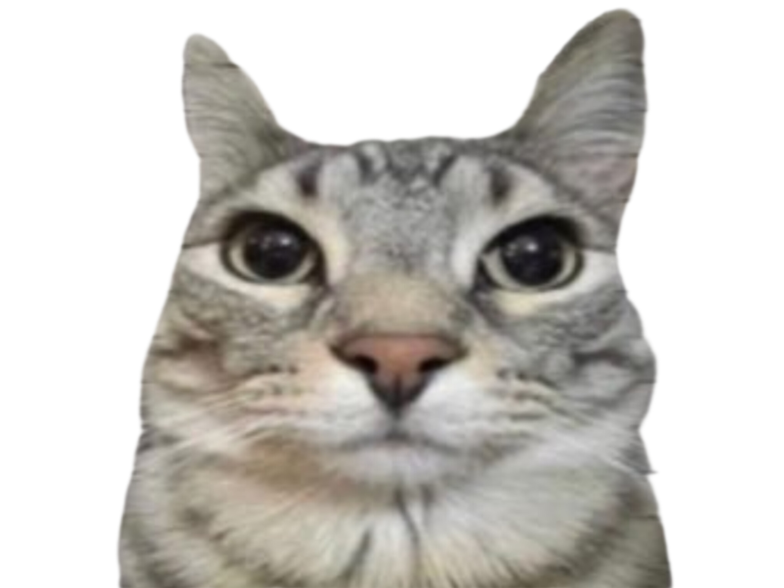 chat mignon zoom osef juge gris