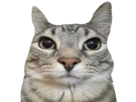 chat-mignon-zoom-osef-juge-gris